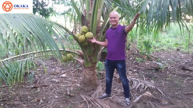 Tôi mê kinh doanh nhạc cụ nhưng cũng mê làm vườn. Tận dụng mảnh đất quê nhà, tôi đã đặt mua hơn trăm gốc dừa lùn Thái Lan về trồng và sau 2 năm, tôi đã bắt đầu nhìn thấy những thành quả của mình: Vườn dừa của tôi đang mùa trổ bông kết trái!